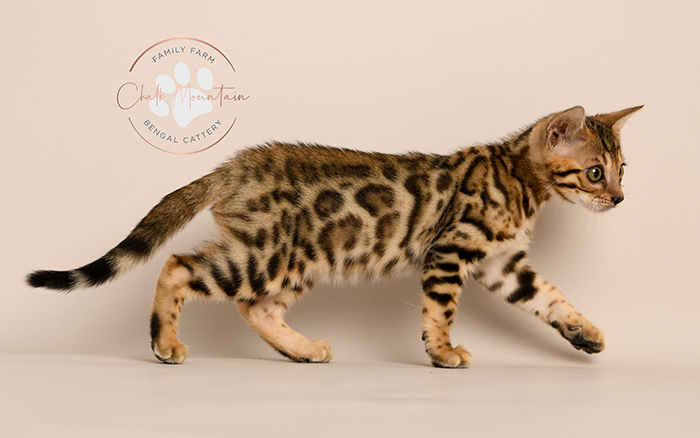 Bengal kitten for sale
